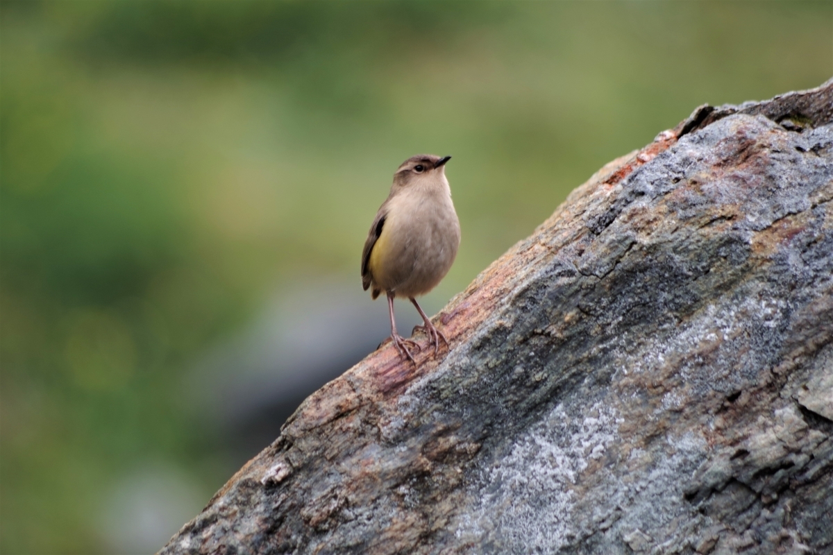 rockwren.jpg Rock wren