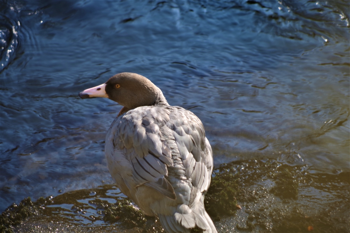 Blue duck
