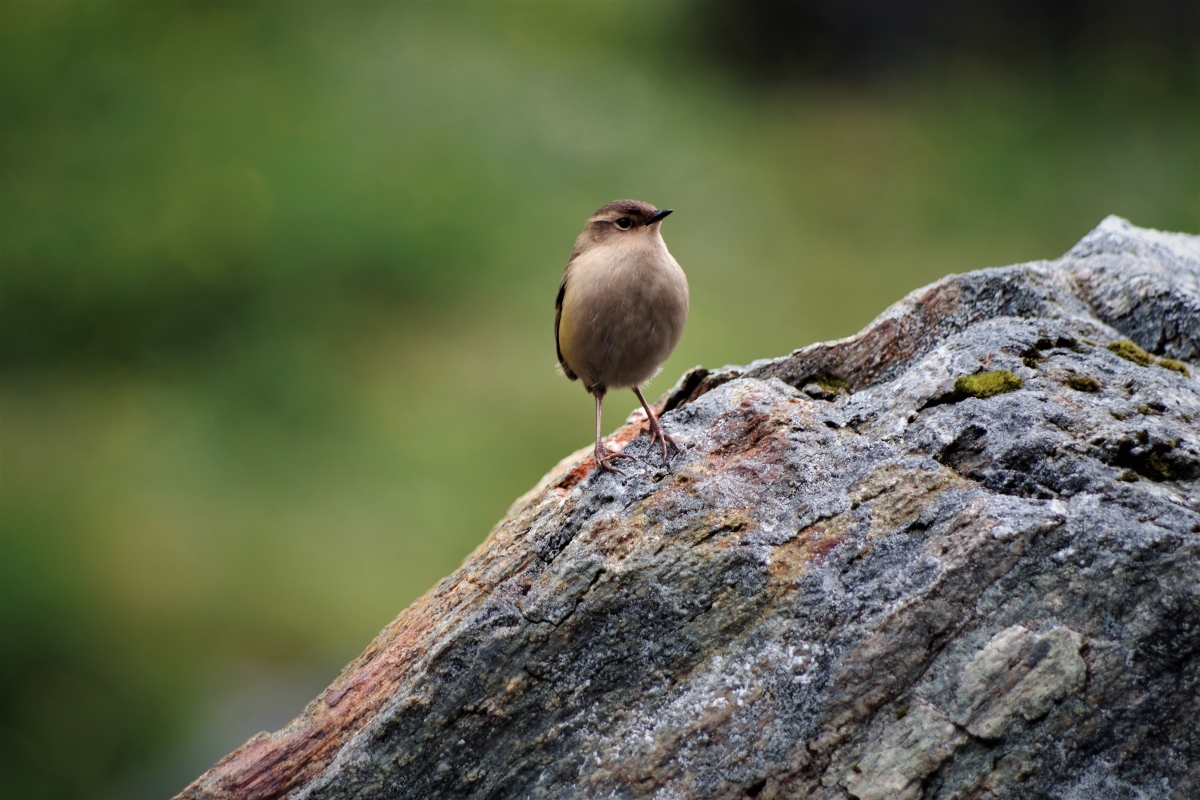 rock wren - Rachel Hufton
