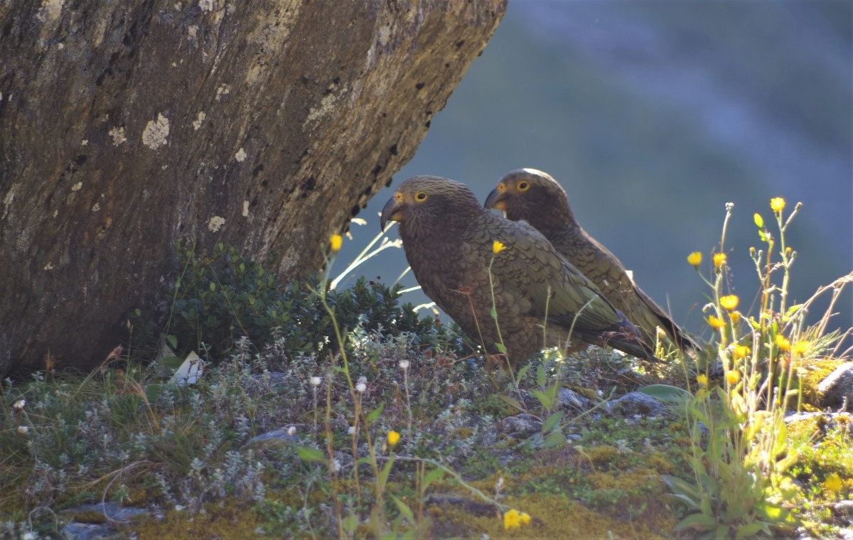 Kea fledglings