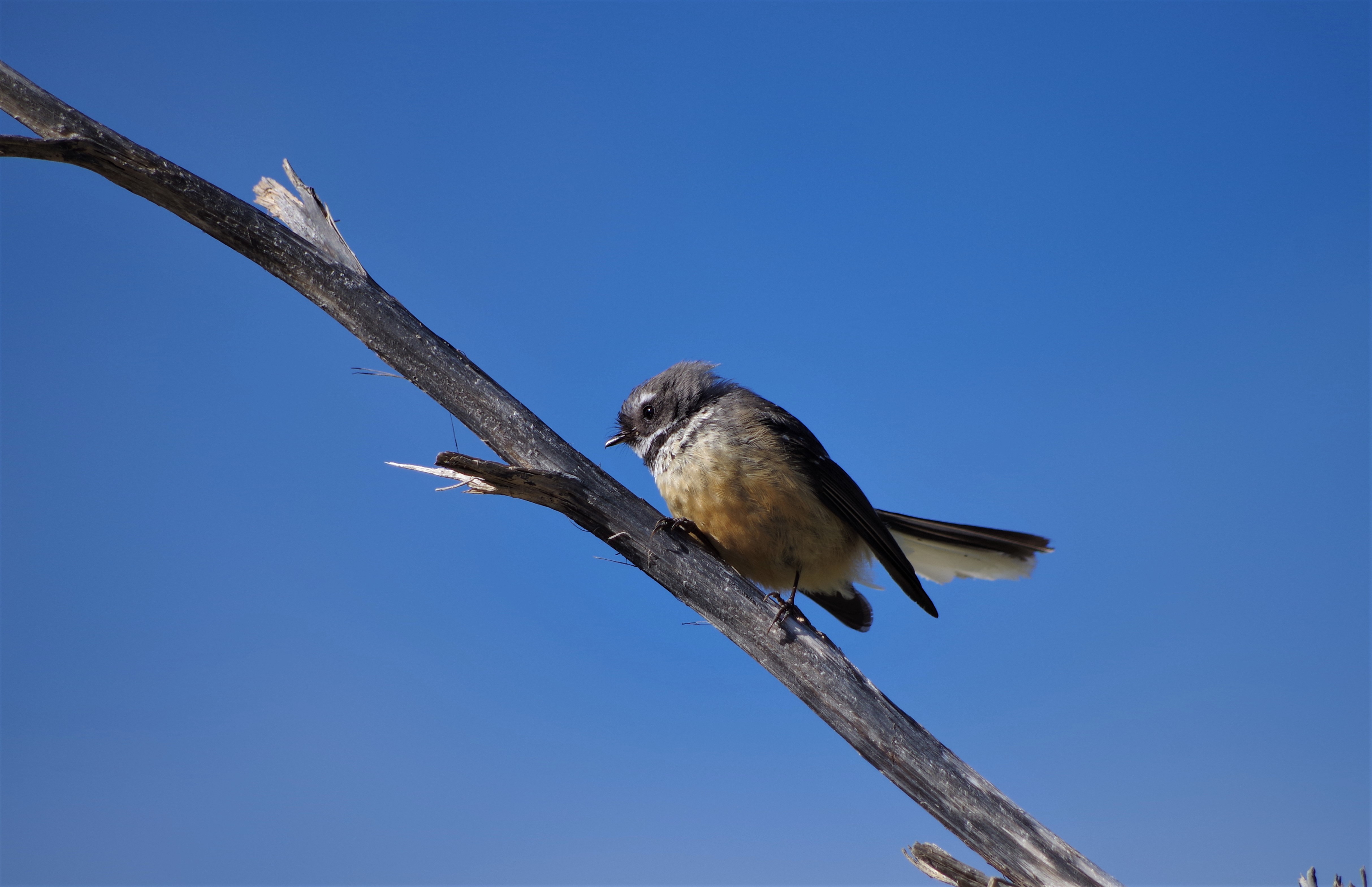 fantail aspiring biodiversity