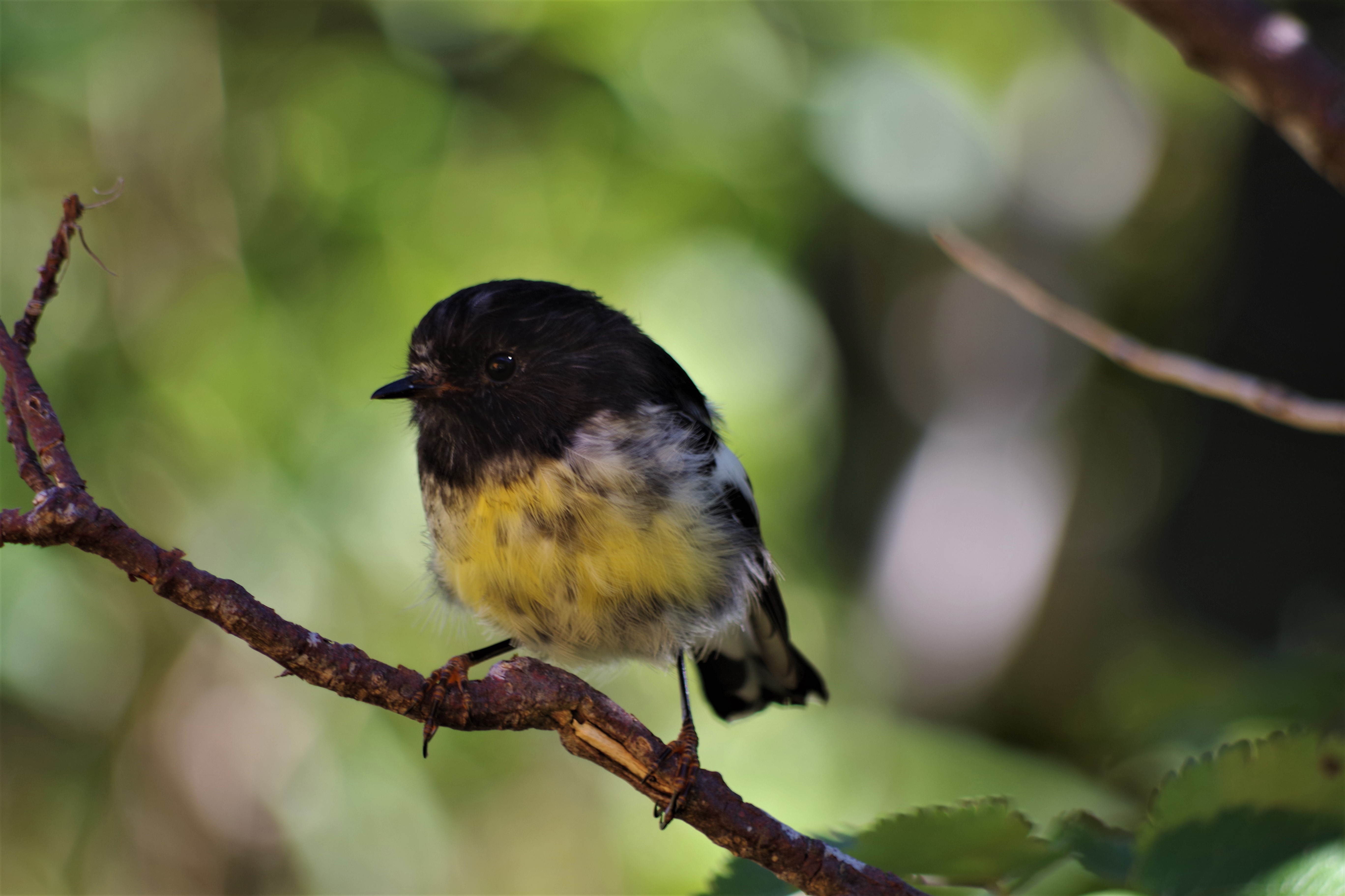 SI tomtit