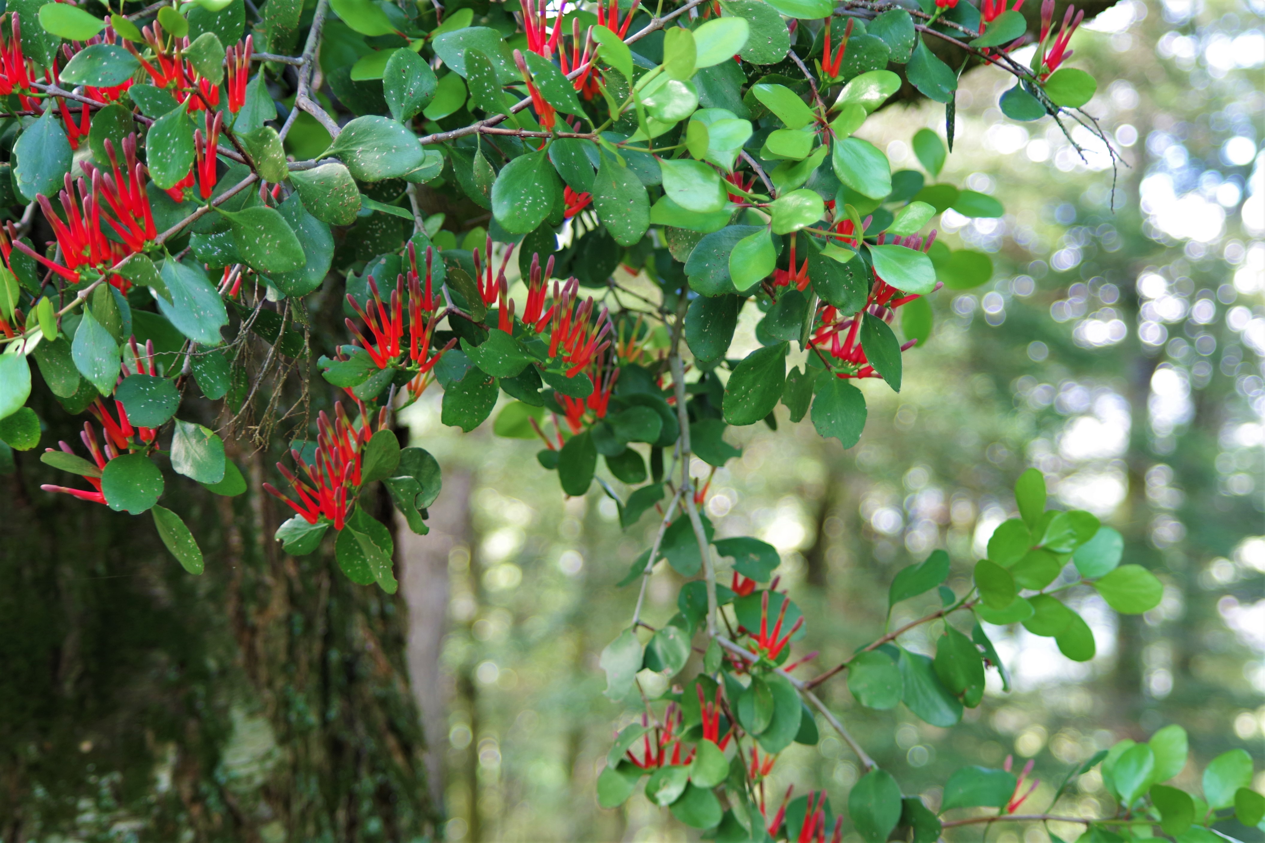 makarora forest mistletoe