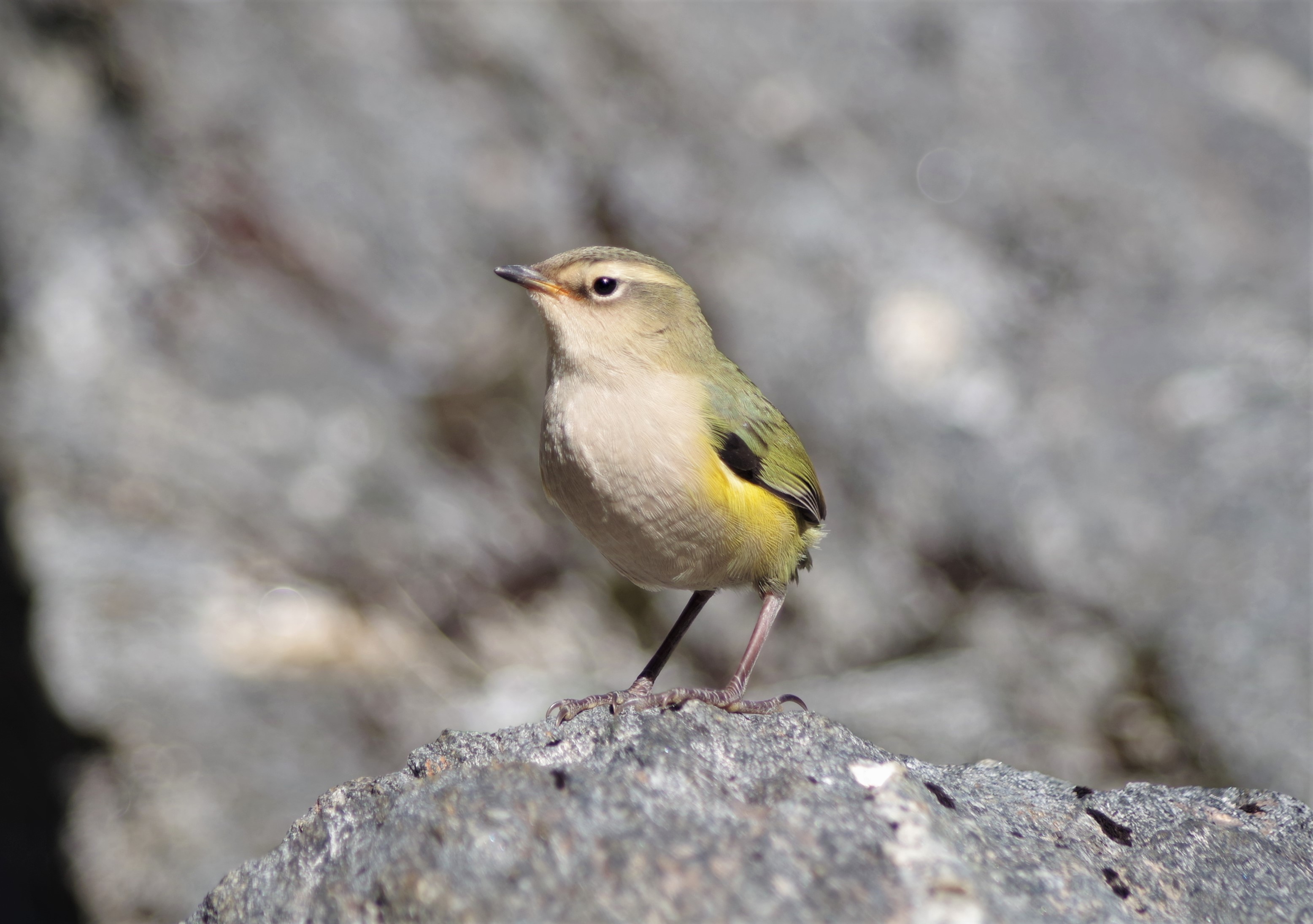juvenile rock wren 