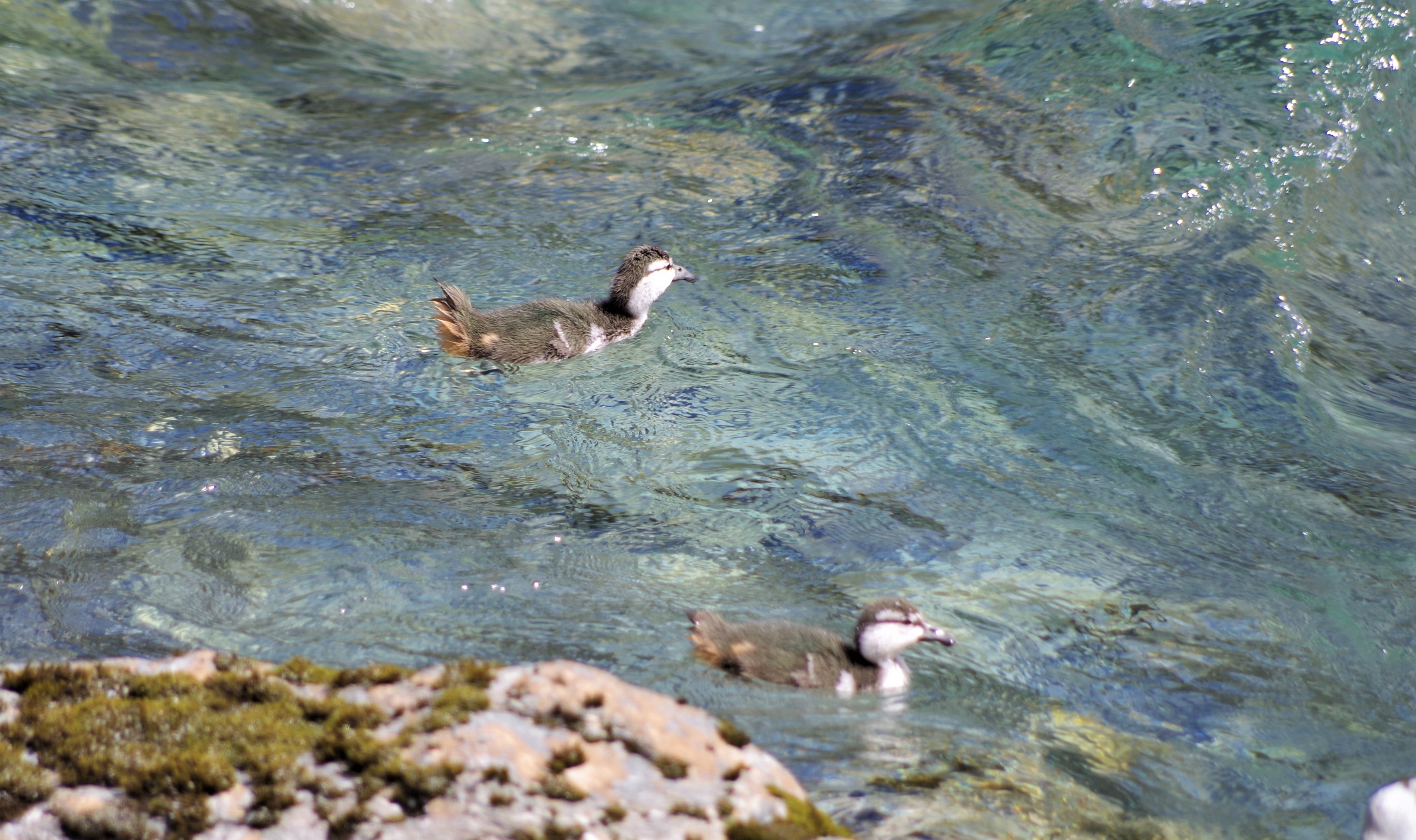 Whio ducklings - Aspiring Biodiversity Trust