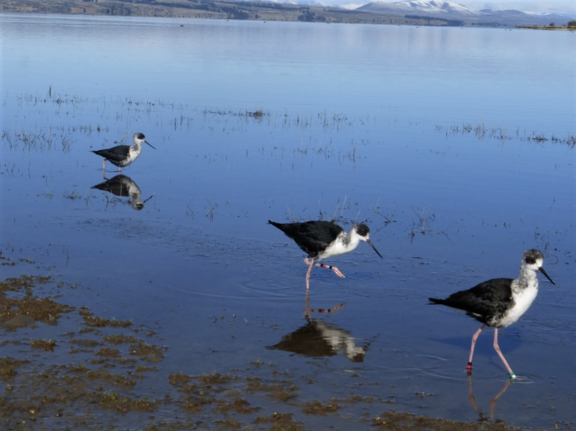Kaki release at Tasman Delta (Aug 2016) Rachel Hufton