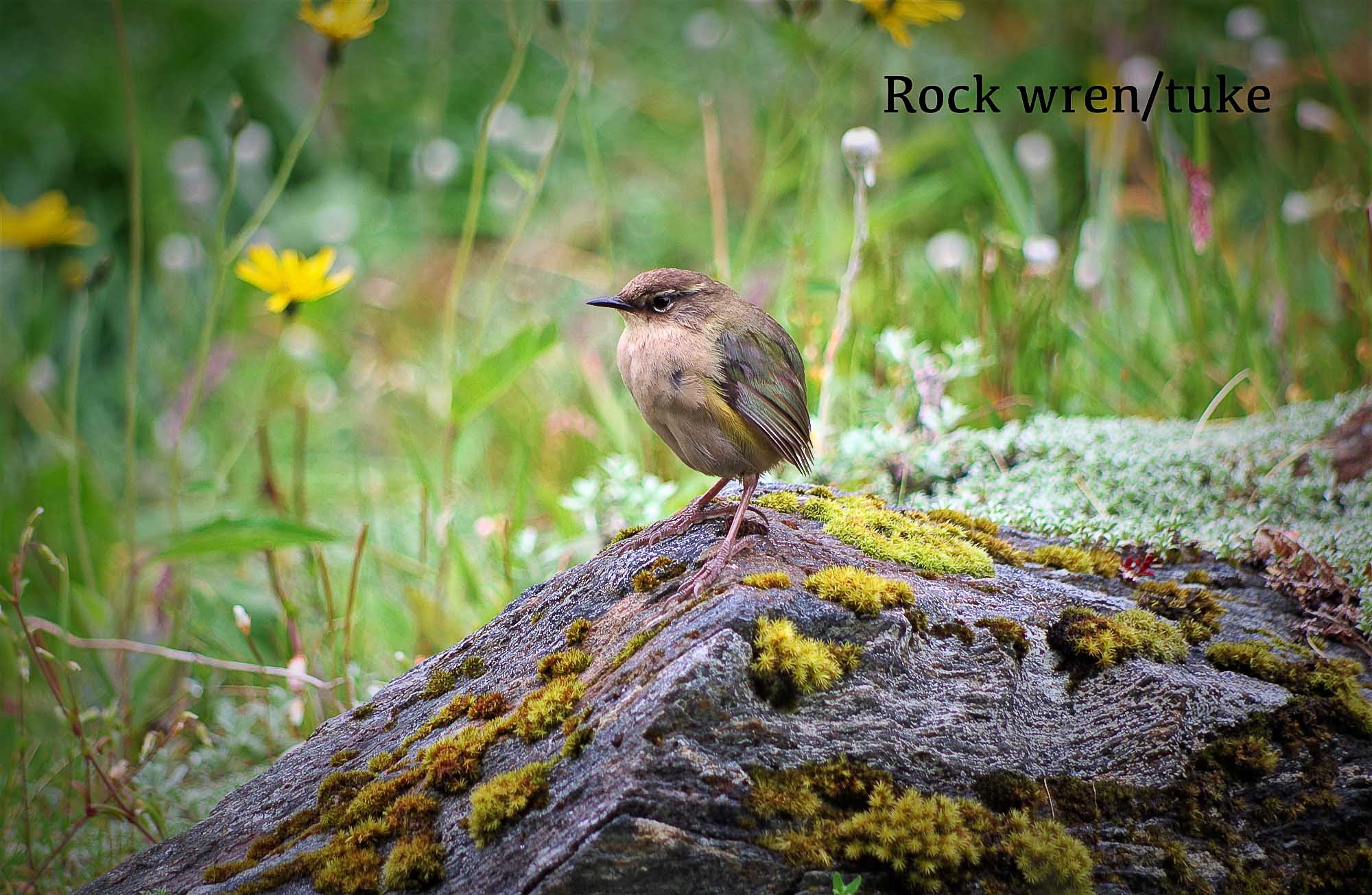 Rock wren tuke