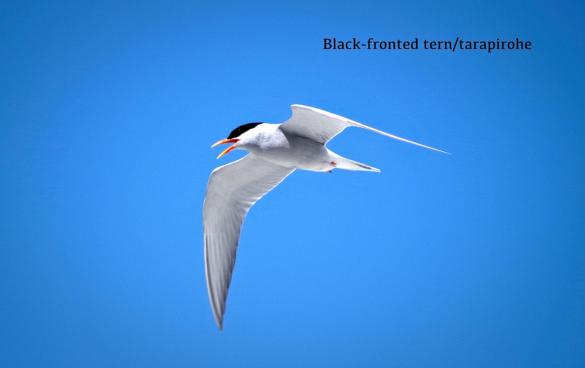 Black-fronted tern / tarapirohe