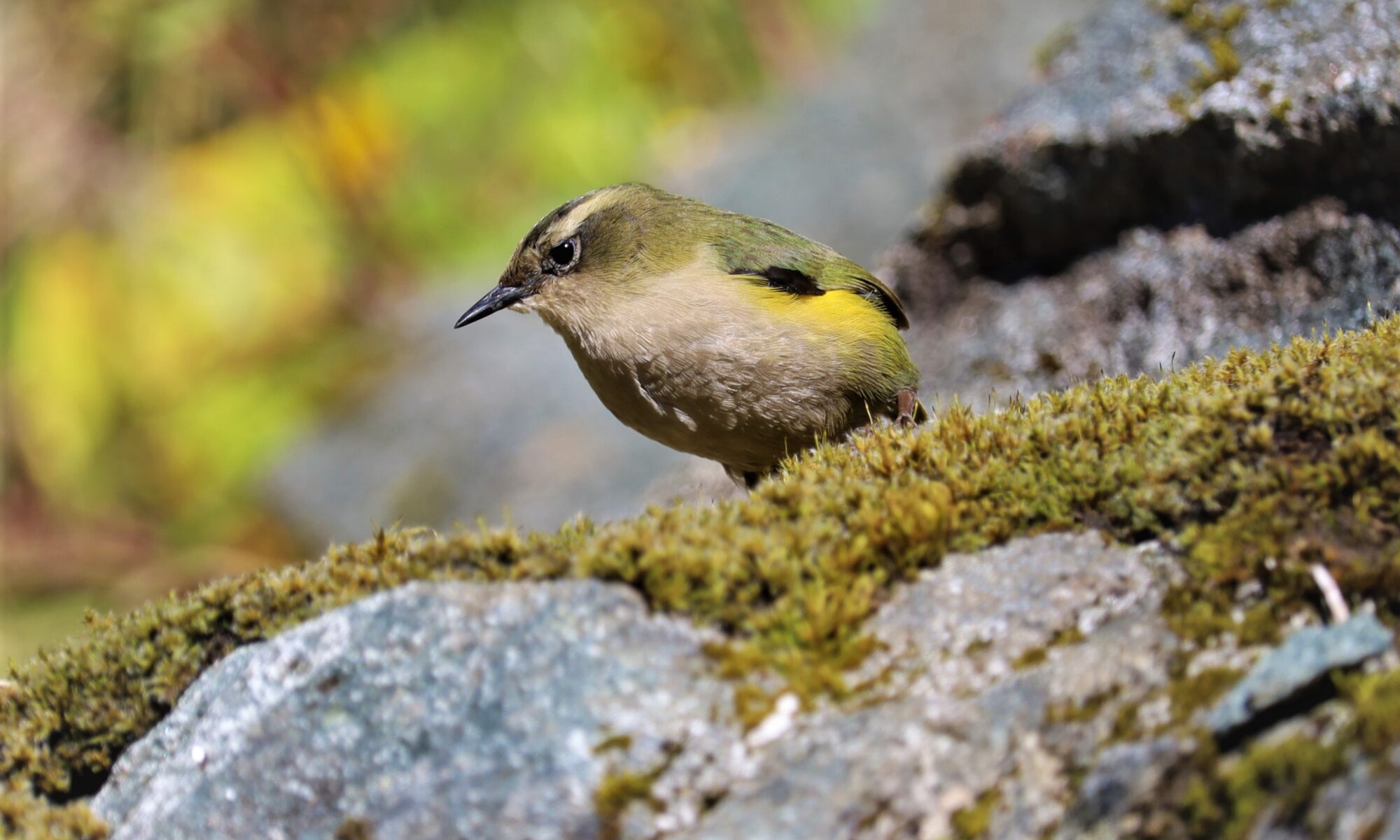 aspiring biodiversity trust rock wren