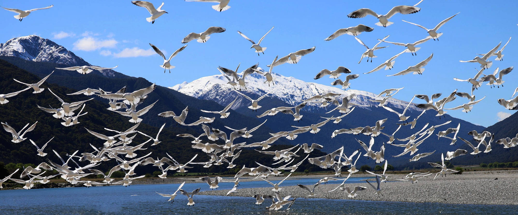 Gulls on Makarora River bed