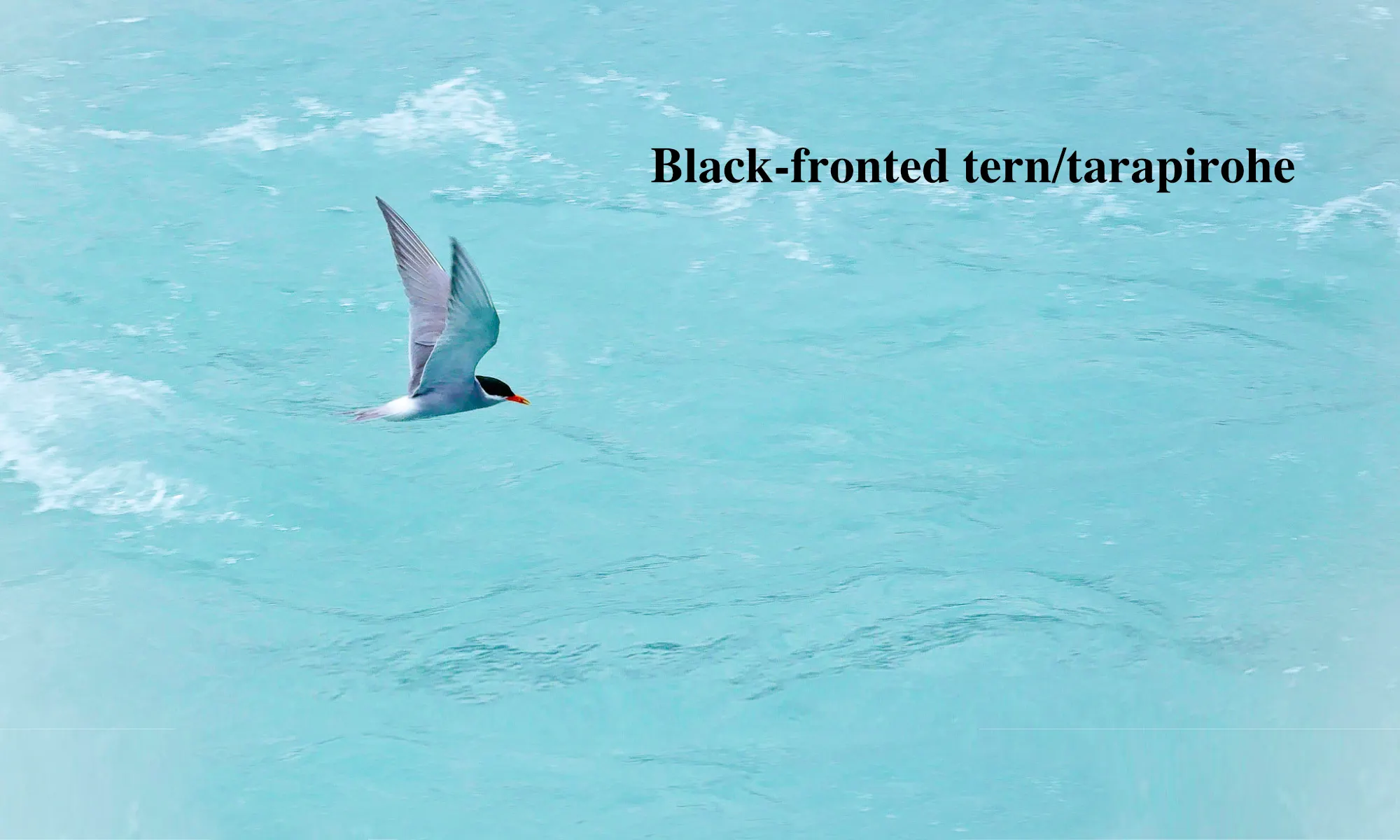 Black fronted tern flying over the Tasman river water NZ