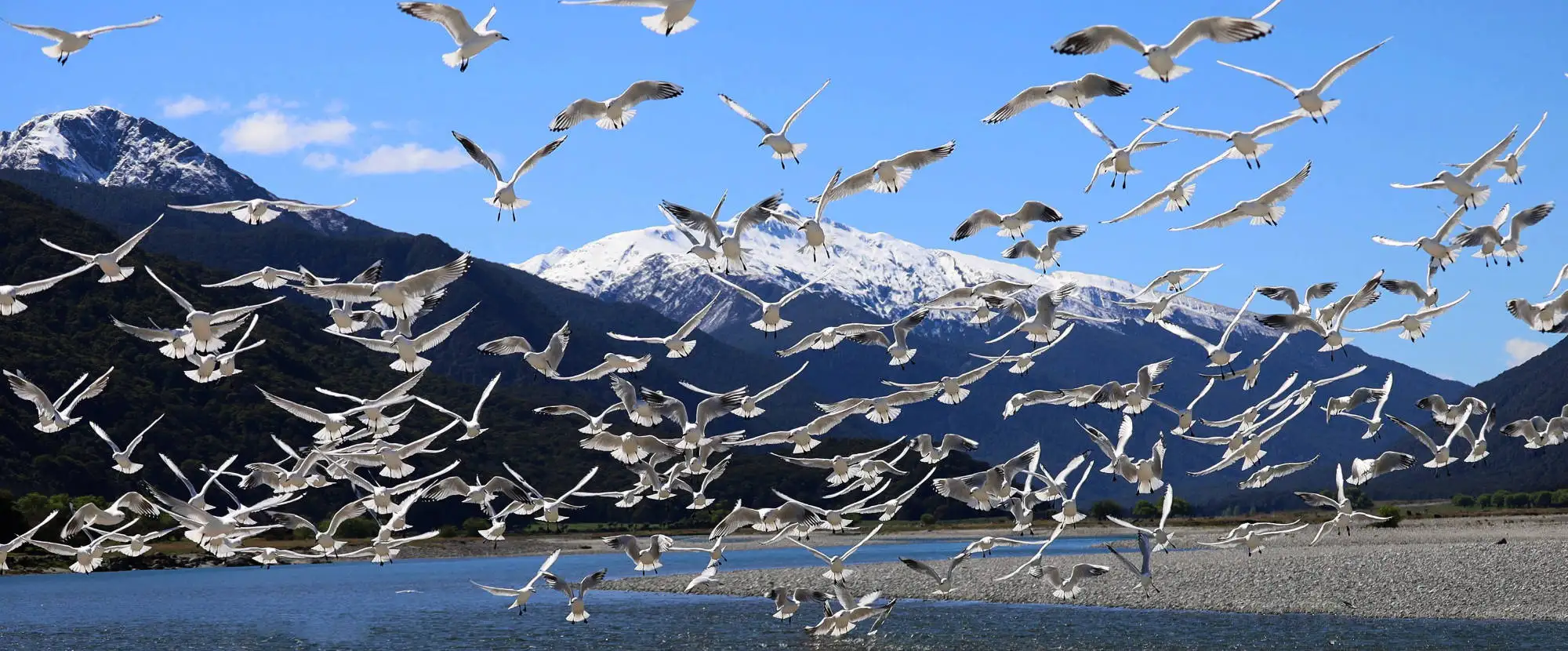 Gulls flocking above Makarora riverbed NZ